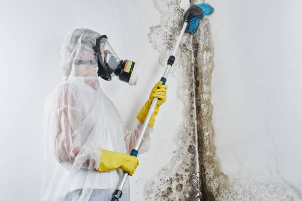 Best Residential Mold Removal  in Covington, VA