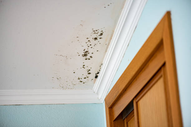 Best Emergency Mold Removal  in Covington, VA