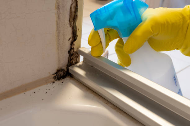 Best Black Mold Removal  in Covington, VA