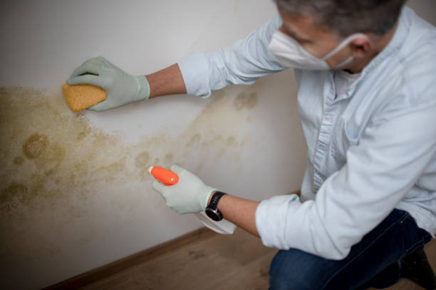 Best Home Mold Removal  in Covington, VA