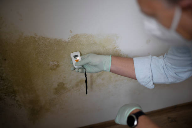 Best Affordable Mold Removal  in Covington, VA