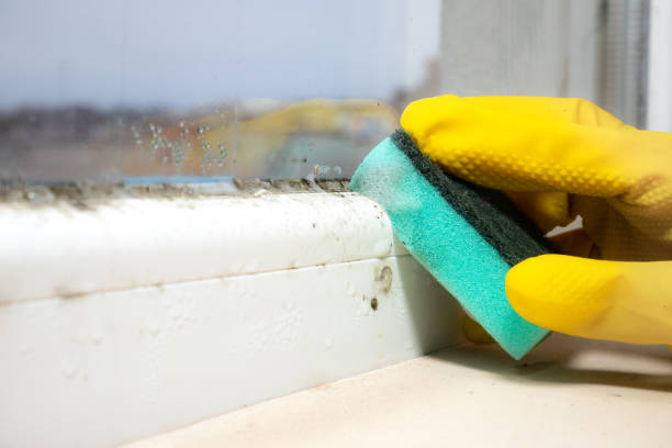 Best Same-Day Mold Removal  in Covington, VA