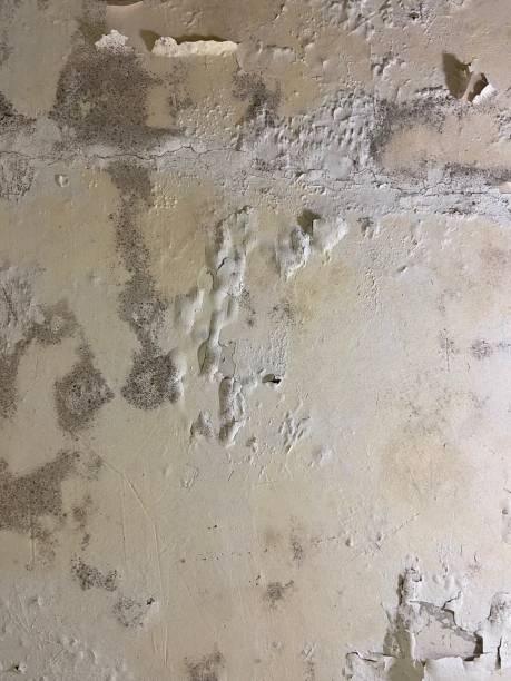 Professional Mold Removal in Covington, VA