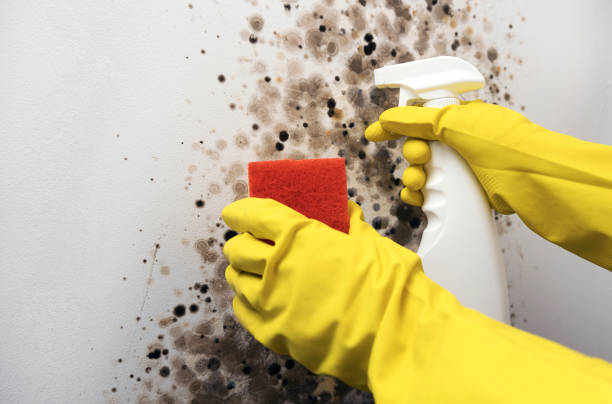 Best Professional Mold Removal  in Covington, VA