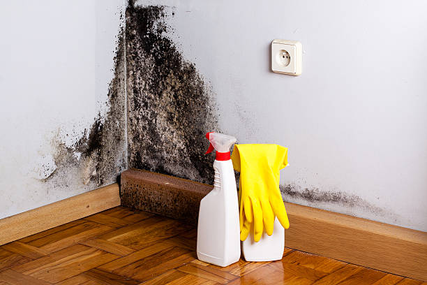 Best Toxic Mold Removal  in Covington, VA