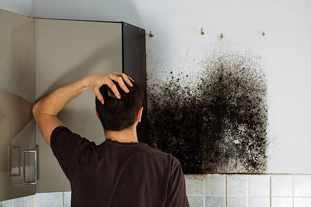 Best Attic Mold Removal  in Covington, VA
