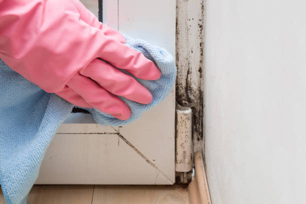 Best Fast Mold Removal  in Covington, VA