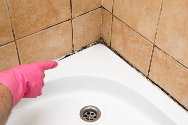 Best Fast Mold Removal  in Covington, VA